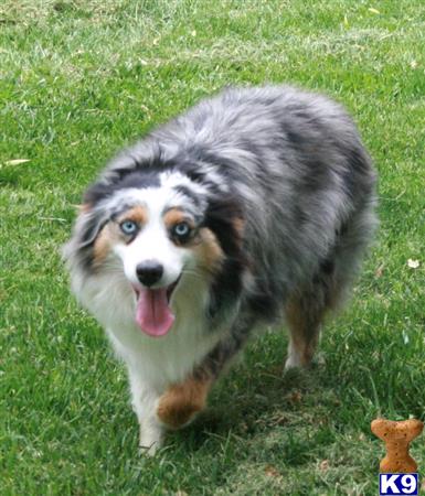 Miniature Australian Shepherd